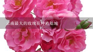 云南最大的玫瑰花种植基地