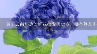 关于云南那边的鲜花批发供货商，哪个算是牢靠的？