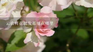 云南鲜花批发基地在哪里