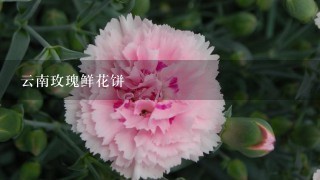 云南玫瑰鲜花饼