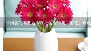 云南省的那些地方在批发金银花、菊花、玫瑰花、茉莉