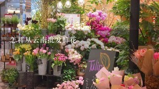 怎样从云南批发鲜花