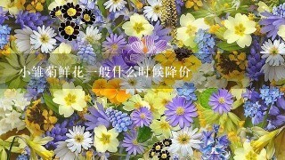 小雏菊鲜花1般什么时候降价