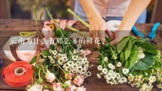 云南为什么有那么多的鲜花？