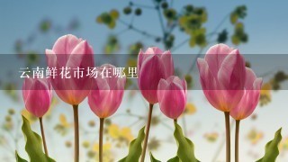 云南鲜花市场在哪里