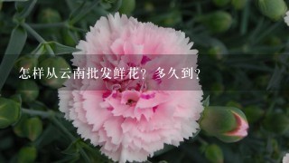 怎样从云南批发鲜花？多久到？