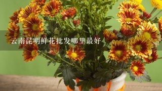 云南昆明鲜花批发哪里最好