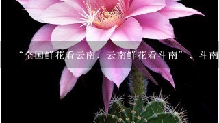 “全国鲜花看云南，云南鲜花看斗南”，斗南花市距昆明市区约18公里，是亚洲最大的鲜花交易市场，也是中国最大的花卉交易市场...