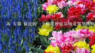 离 安徽 最近的1个鲜花种植基地是那里的啊