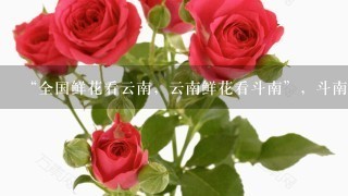 “全国鲜花看云南，云南鲜花看斗南”，斗南花市距昆明市区约18公里，是亚洲最大的鲜花交易市场，也是中国最大的花卉交易市场...