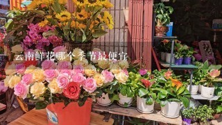 云南鲜花哪个季节最便宜