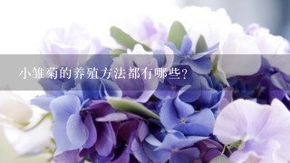 小雏菊的养殖方法都有哪些？