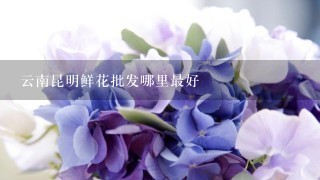 云南昆明鲜花批发哪里最好