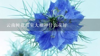 云南鲜花温室大棚种什么花好