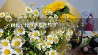 云南花卉种植基地在哪里