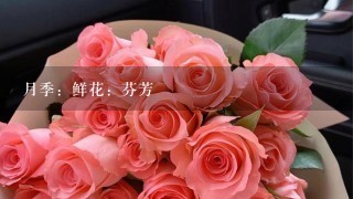 月季：鲜花：芬芳