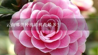 云南哪里种植的鲜花最多?