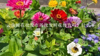 云南鲜花批发市场批发鲜花便宜吗？什么平 台好1点？