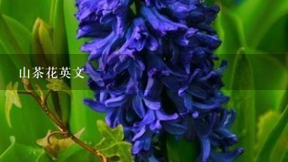 山茶花英文