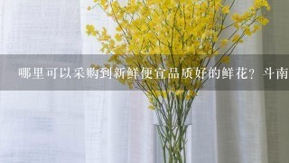 哪里可以采购到新鲜便宜品质好的鲜花？斗南鲜花种植