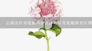 云南9叶青花椒苗余江津9叶青花椒苗有区别吗?