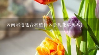 云南昭通适合种植什么景观花草树木?