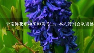 云南鲜花市场买的黄龙玉，本人特别喜欢貔貅，在导游的推荐下买的。貔貅身上有1道不知是裂痕还是石纹，价