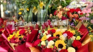 世界上最漂亮的花是什么花加图片