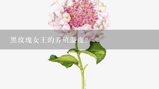 黑玫瑰女王的养殖温度？