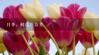 月季：鲜花：芬芳