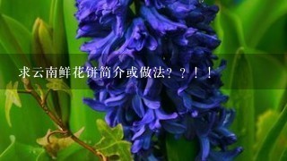 求云南鲜花饼简介或做法？？！！