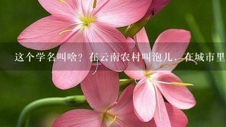 这个学名叫啥？在云南农村叫泡儿，在城市里面可以卖到多少钱1公斤？