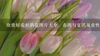 欣赏好看杜鹃花图片大全，春鹃与夏鹃观赏性最强(百