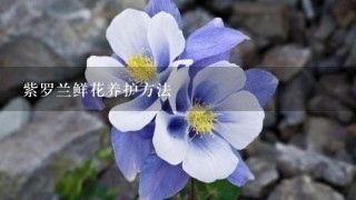 紫罗兰鲜花养护方法