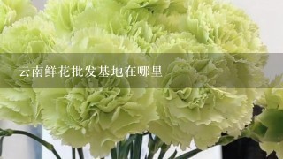 云南鲜花批发基地在哪里