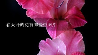 春天开的花有哪些带图片