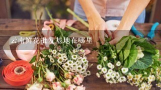 云南鲜花批发基地在哪里