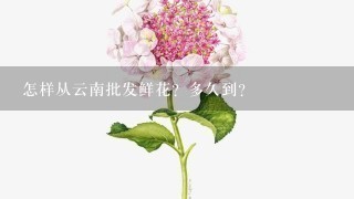 怎样从云南批发鲜花？多久到？