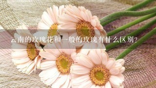 云南的玫瑰花和1般的玫瑰有什么区别？