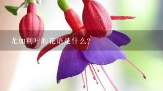 尤加利叶的花语是什么？