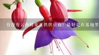 有没有云南鲜花直供供应商？最好是在基地里面发出的