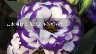 云南为什么有那么多的鲜花？