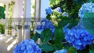 云南鲜花市场在哪里