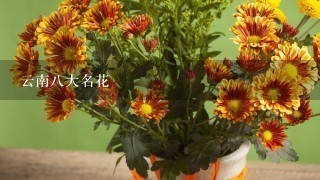 云南8大名花