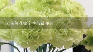 云南鲜花哪个季节最便宜