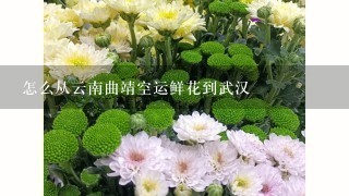 怎么从云南曲靖空运鲜花到武汉