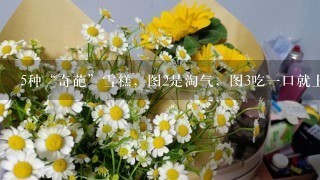 5种“奇葩”雪糕，图2是淘气，图3吃1口就上头