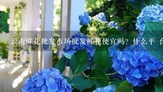 云南鲜花批发市场批发鲜花便宜吗？什么平 台好1点？