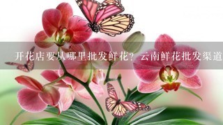 开花店要从哪里批发鲜花？云南鲜花批发渠道在哪里找？