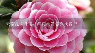 云南昆明斗南，鲜花批发怎么找客户